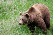 Wildtiergehe Weilburg - Fotograf Jörg Zimmermann