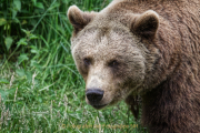 Wildtiergehe Weilburg - Fotograf Jörg Zimmermann