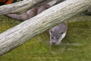 Wildtiergehe Weilburg - Fotograf Jörg Zimmermann