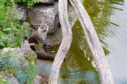 Wildtiergehe Weilburg - Fotograf Jörg Zimmermann