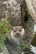 Wildtiergehe Weilburg - Fotograf Werner Ch. Buchwald