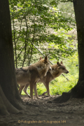 Wildtiergehe Weilburg - Fotograf Werner Ch. Buchwald
