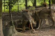 Wildtiergehe Weilburg - Fotograf Werner Ch. Buchwald