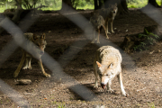 Wildtiergehe Weilburg - Fotograf Werner Ch. Buchwald