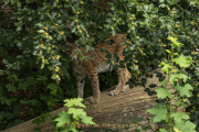 Wildtiergehe Weilburg - Fotograf Werner Ch. Buchwald