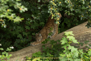 Wildtiergehe Weilburg - Fotograf Werner Ch. Buchwald