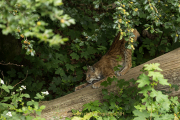 Wildtiergehe Weilburg - Fotograf Werner Ch. Buchwald