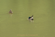 Wildtiergehe Weilburg - Fotograf Werner Ch. Buchwald