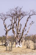 Fotografin Jutta R. Buchwald - Namibia