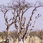 Fotografin Jutta R. Buchwald - Namibia