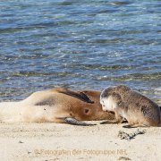 Fotografin Jutta R. Buchwald - West Australien/Houtman Abrolhos Archipel