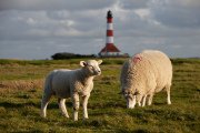 Fotograf Thomas Stähler - Westerhever