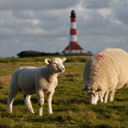 Fotograf Thomas Stähler - Westerhever