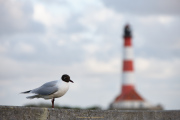 Fotograf Thomas Stähler - Westerhever