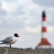 Fotograf Thomas Stähler - Westerhever