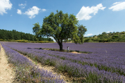 Fotograf  Werner Ch. Buchwald - Provence