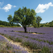 Fotograf  Werner Ch. Buchwald - Provence