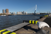 Fotograf  Werner Ch. Buchwald - Rotterdam