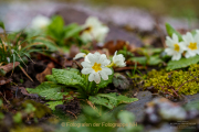 Fotowalk Frühling auf dem Friedhof - Fotograf Clemens Schnitzler