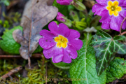 Fotowalk Frühling auf dem Friedhof - Fotograf Clemens Schnitzler