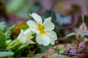 Fotowalk Frühling auf dem Friedhof - Fotograf Clemens Schnitzler