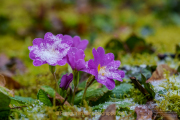 Fotowalk Frühling auf dem Friedhof - Fotograf Clemens Schnitzler