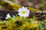 Fotowalk Frühling auf dem Friedhof - Fotograf Clemens Schnitzler