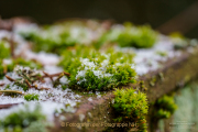 Fotowalk Frühling auf dem Friedhof - Fotograf Clemens Schnitzler