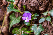 Fotowalk Frühling auf dem Friedhof - Fotograf Clemens Schnitzler