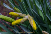 Fotowalk Frühling auf dem Friedhof - Fotograf Clemens Schnitzler