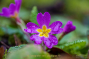 Fotowalk Frühling auf dem Friedhof - Fotograf Clemens Schnitzler