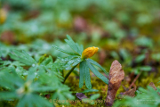 Fotowalk Frühling auf dem Friedhof - Fotograf Clemens Schnitzler