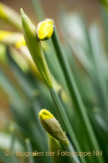 Fotowalk Frühling auf dem Friedhof - Fotografin Nicole Gieseler
