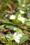 Fotowalk Frühling auf dem Friedhof - Fotografin Nicole Gieseler