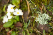 Fotowalk Frühling auf dem Friedhof - Fotografin Nicole Gieseler