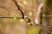 Fotowalk Frühling auf dem Friedhof - Fotografin Nicole Gieseler