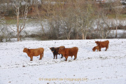 Winterlandschaften - Fotograf Albert Wenz