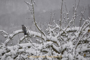 Winterlandschaften - Fotograf Albert Wenz