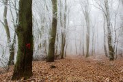 Winterlandschaften - Fotografin Jutta R. Buchwald