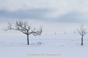 Winterlandschaften - Fotografin Jutta R. Buchwald