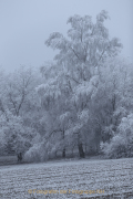Winterlandschaften - Fotograf  Werner Ch. Buchwald