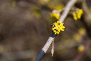 Frühling