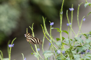 Schmetterlinge und Blüten