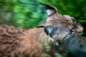 Wildtiergehege Weilburg