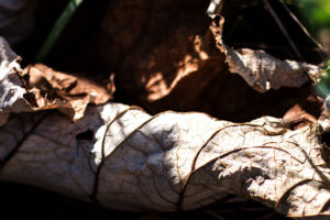Natur mal anders